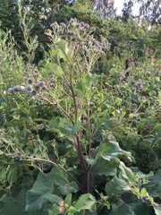 Arctium tomentosum