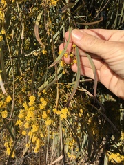 Acacia harpophylla