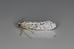 Yponomeuta multipunctella