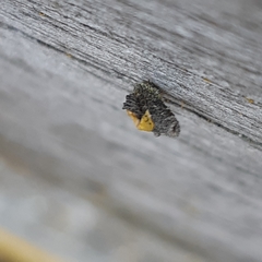 Luffia ferchaultella