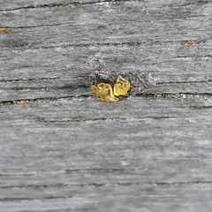 Luffia ferchaultella