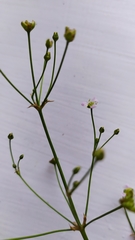 Alisma plantago-aquatica