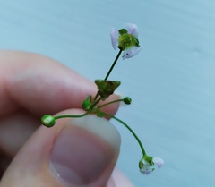 Alisma plantago-aquatica