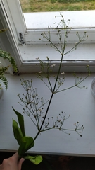 Alisma plantago-aquatica