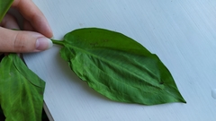 Alisma plantago-aquatica