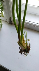 Alisma plantago-aquatica