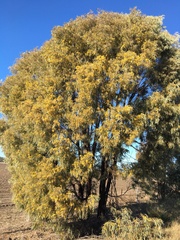 Acacia harpophylla