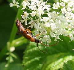 Stenurella septempunctata