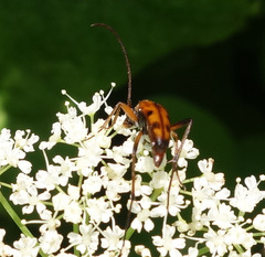 Stenurella septempunctata