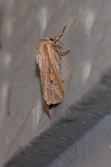 Mythimna semicana