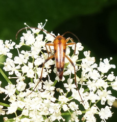 Stenurella septempunctata
