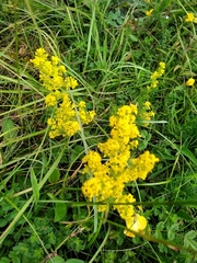 Galium verum