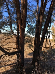 Acacia harpophylla