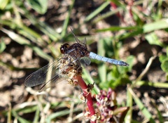 Erythrodiplax melanorubra