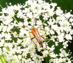Stenurella septempunctata