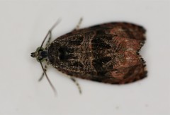 Olethreutes nigranum