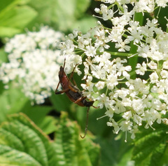 Stenurella septempunctata