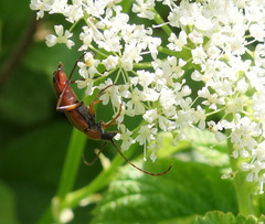 Stenurella septempunctata