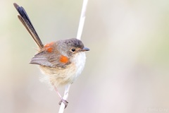 Red-Backed Fairywren photo 4