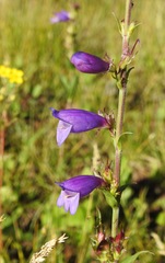 Penstemon deaveri