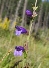 Penstemon deaveri