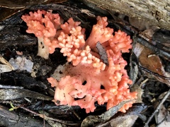 Ramaria botrytoides