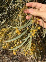 Acacia harpophylla
