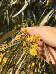 Acacia harpophylla