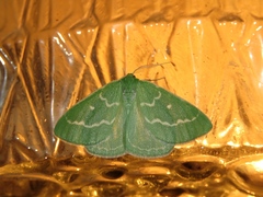 Thetidia smaragdaria