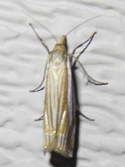 Crambus laqueatellus