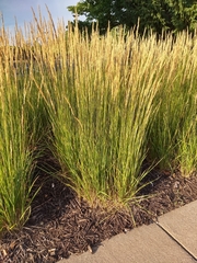 Calamagrostis × acutiflora