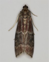 Euzophera ostricolorella