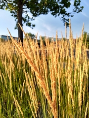 Calamagrostis × acutiflora