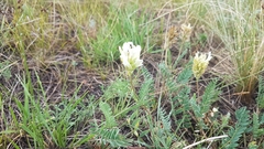 Astragalus inopinatus