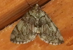 Hydriomena divisaria