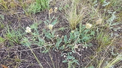 Astragalus inopinatus