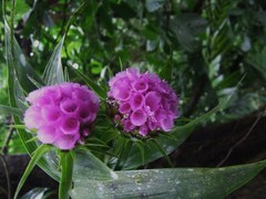 Elleanthus capitatus