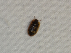 Lobiopa undulata