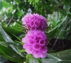 Elleanthus capitatus