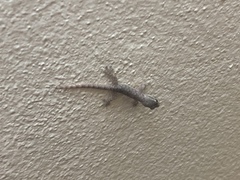 Hemidactylus platyurus