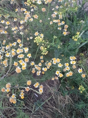 Tripleurospermum inodorum