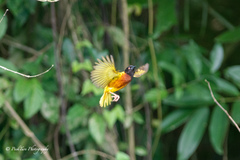 Ploceus jacksoni