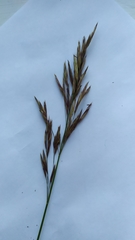 Bromus inermis