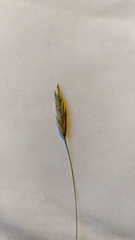 Bromus inermis