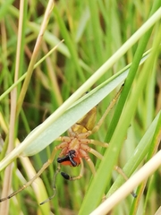 Cheiracanthium punctorium