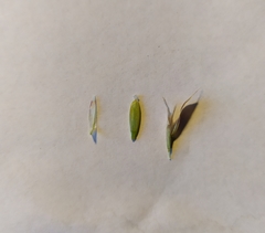 Bromus inermis