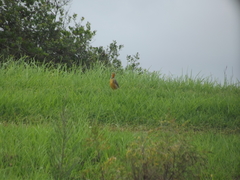 Macronyx capensis capensis