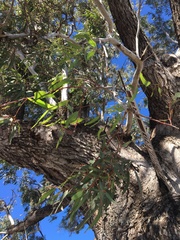 Eucalyptus coolabah