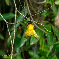 Ploceus jacksoni