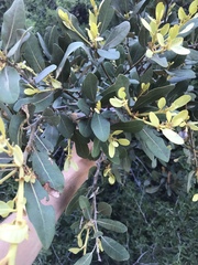 Chrysolepis sempervirens